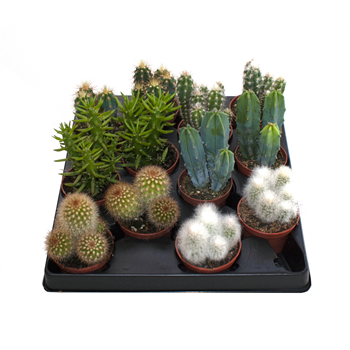 Kaktus mix F00000904
