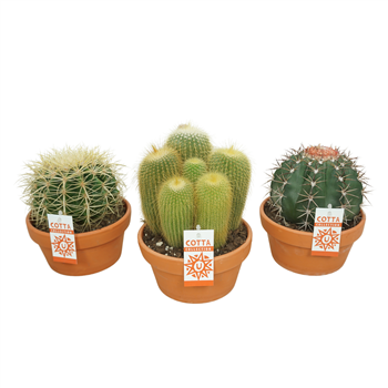 Kaktus mix F00002653