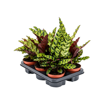 Kalateja insignis 6/tray 4CALIBP12