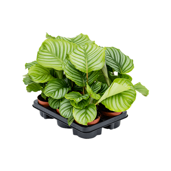 Kalateja orbifolia 6/tray 4CALOBP12