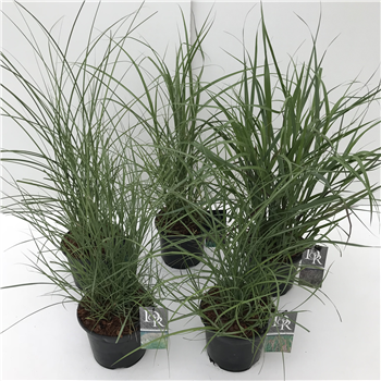 Carex mix F00003997