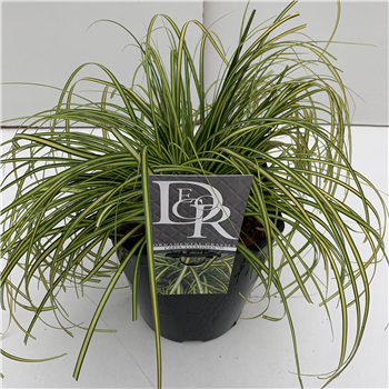 Carex oshimensis 'Evercolor Eversheen' F00004064