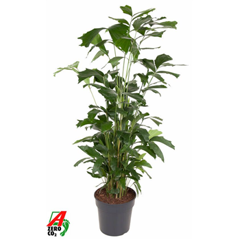 Caryota mitis F00008373