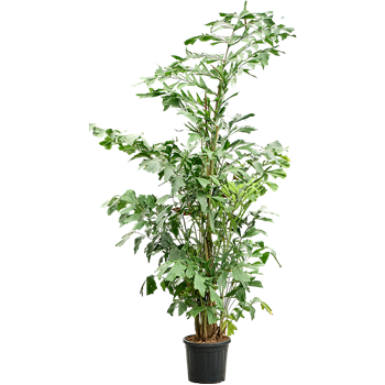 Caryota mitis (220-280) 4CAMIBU58