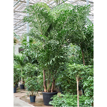 Caryota mitis (400-450) 4CAMIBU94