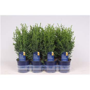 Chamaecyparis lawsoniana 'Robusta' F00003501