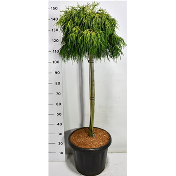 Chamaecyparis pisifera 'Sungold' F00006031