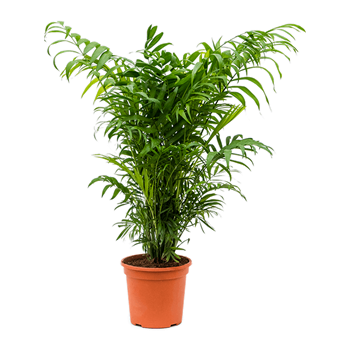 Chamaedorea elegans 4CHELBU18