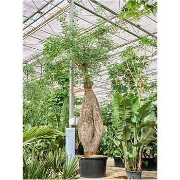 Chorisia speciosa 4CHSPSS30
