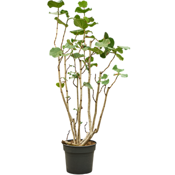 Coccoloba uvifera (180-200) 4COUVBU45