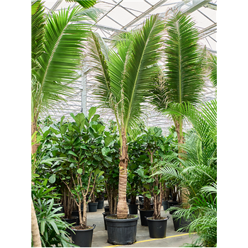 Cocos nucifera 4CONURS65