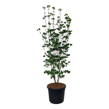 Cornus Aurora F00007360