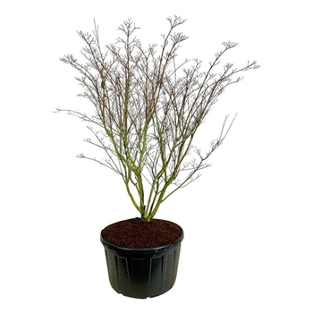 Cornus kousa 'Weisse Fontaine' F00007267