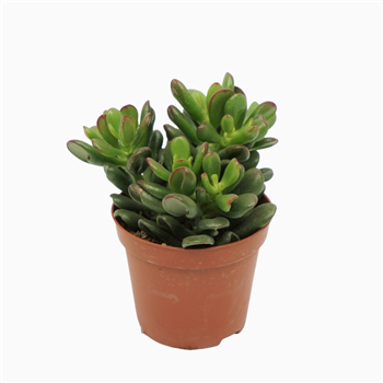 Crassula ovata 'Gandalf' F00001844
