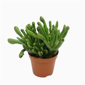 Crassula ovata 'Gollum' F00001845