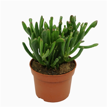 Crassula ovata 'Gollum' F00001310