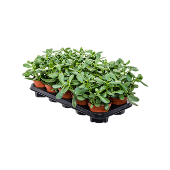 Crassula ovata 'Sunset' 6/tray 5CRSSBP05