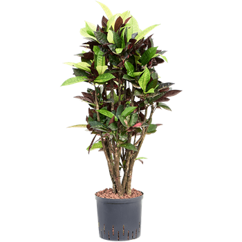 Croton (Codiaeum) variegatum 'Mrs Iceton' 1CRICVT09