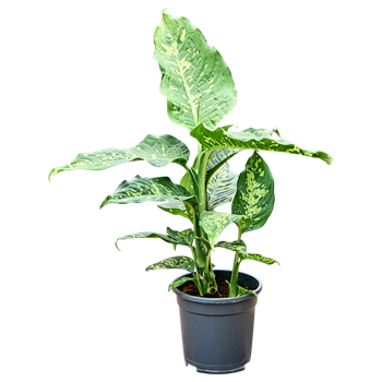 Dieffenbachia 'Spotty' 4DISPBU17