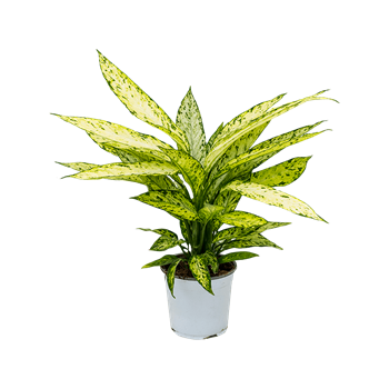 Dieffenbachia 'Vesuvius' 4DIVEBU17