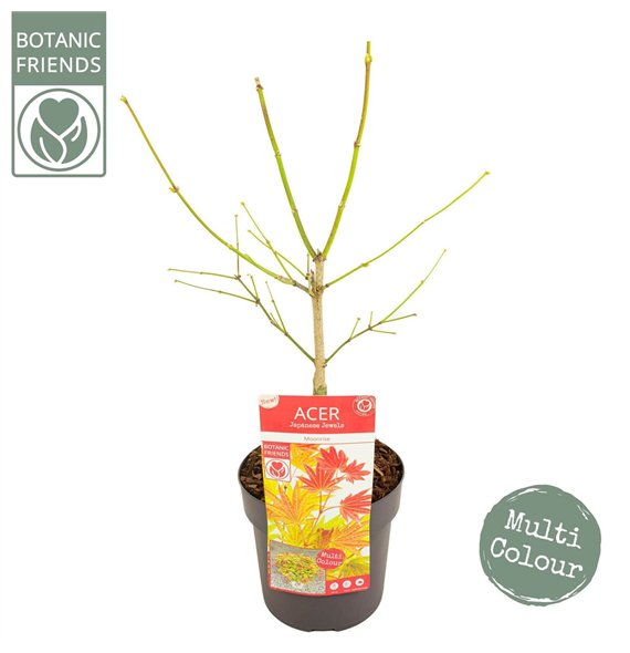 Javor shirasawanum Moonrise ® PREMIUM 65cm 19cm Q6