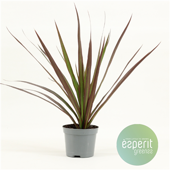 Dracena Magenta F00001117