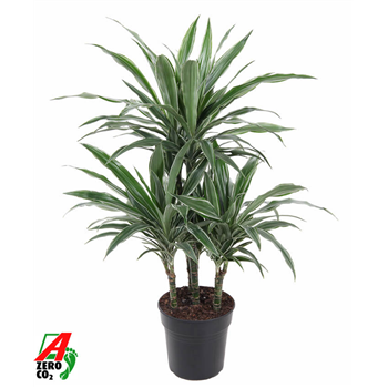 Dracena deremensis 'Warneckei' F00002489
