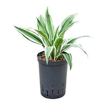 Dracena deremensis 'White Jewel' 1DRWJKO15