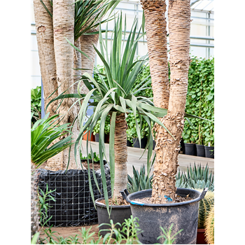 Dracena draco 'Compact' 4DRDRRS05