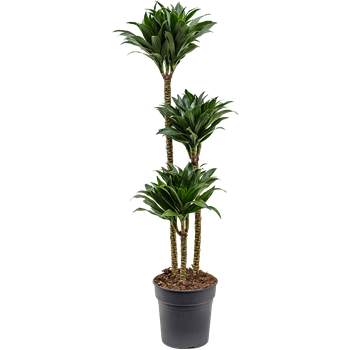Dracena fragrans 'Compacta' 4DRCO3S10