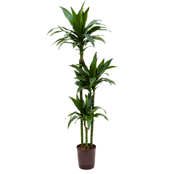 Dracena fragrans 'Janet Craig' 1DRJG3S20