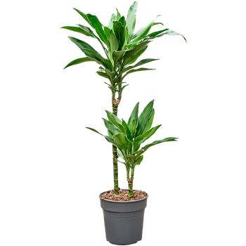 Dracena fragrans 'Janet Lind Gold' 4DRJG2S19