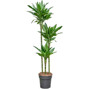 Dracena fragrans 'Janet Lind Gold' 4DRJG3S30