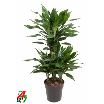 Dracena fragrans 'Janet Lind' F00005136