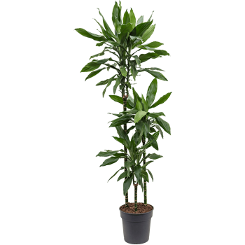 Dracena fragrans 'Janet Lind' 4DRJL3S24