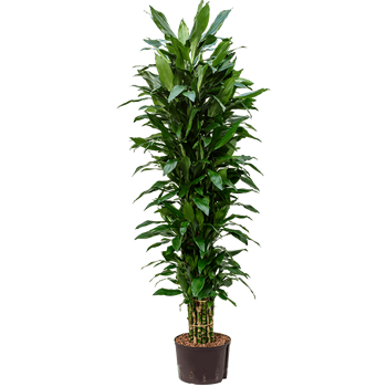 Dracena fragrans 'Janet Lind' 1DRJLVT20