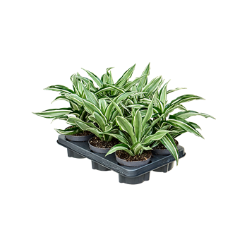 Dracena fragrans 'Kanzi' 6/tray 4DRKAKO12