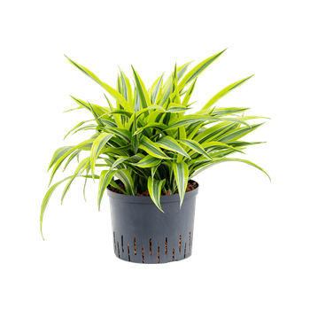 Dracena fragrans 'Lemon Lime' 1DRLL5K25