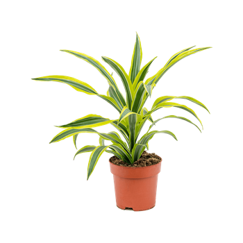 Dracena fragrans 'Lemon Lime' 4DRLLKO08