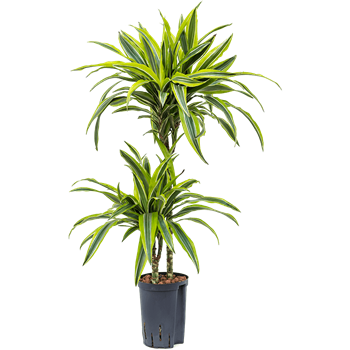 Dracena fragrans 'Lemon Lime' 1DRLL2S10