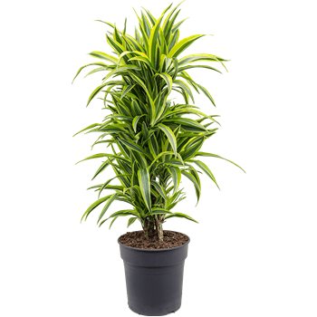Dracena fragrans 'Lemon Lime' 4DRLLVT05