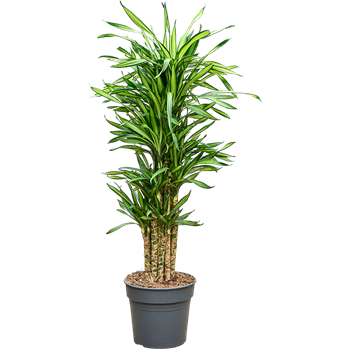 Dracena fragrans 'Riki' 4DRRIVT01