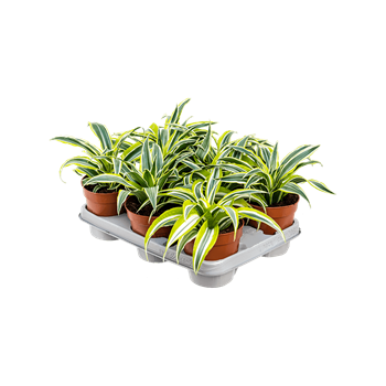 Dracena fragrans 'Surprise' 8/tray 4DRSUKO12