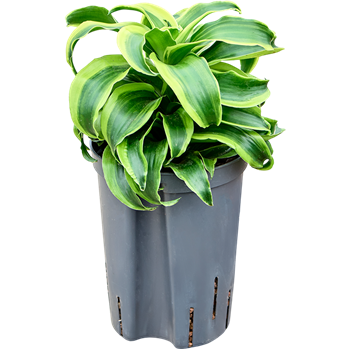 Dracena fragrans 'Tornado' 1DRTOKO15