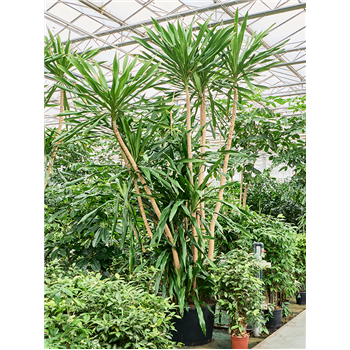 Dracena gymea (400-450) 4DRGYMS25