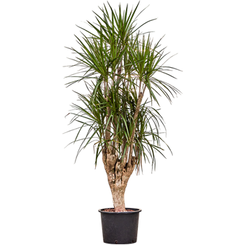 Dracena marginata 1DRMRVT58