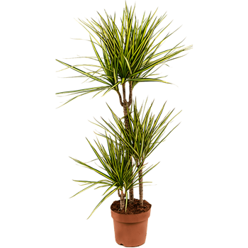 Dracena marginata 'Sunray' 4DRSU3S10