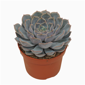 Echeveria 'Orion' F00001328
