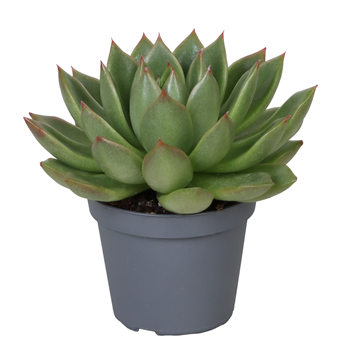 Echeveria Christmas F00001905