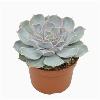 Echeveria lila china F00001325